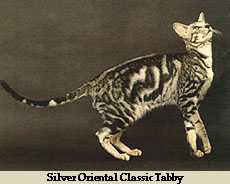 Oriental Classic Tabby
