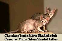 Tortie Silver Shaded