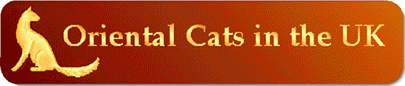 Oriental Longhair Cats in the UK